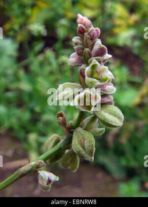 Klettern, Buchweizen, schwarze Ackerwinde (Fallopia Convolvulus, Polygonum Convolvulus, Bilderdykia Convolvulus), Blütenstand, Deutschland Stockfoto