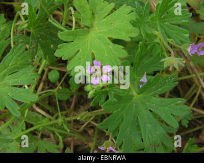 Kleine Blumen Storchschnabel, Traveler Geranien (Geranium Pusillum), blühen, Deutschland Stockfoto