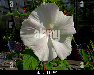 Sumpf-Eibisch, Rosen-Malve (Hibiscus Moscheutos), Blume Stockfoto