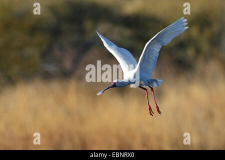 Afrikanischer Löffler (Platalea Alba), fliegen, Südafrika, Pilanesberg Nationalpark Stockfoto