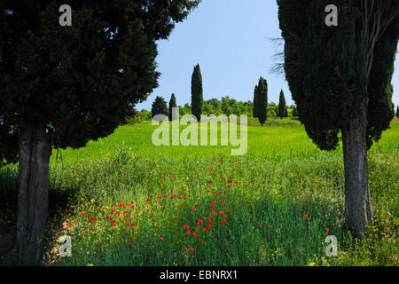 Italienische Zypresse (Cupressus Sempervirens), toskanische Landschaft mit Zypressen im Frühling, Italien, Toskana, Val d Orcia, Monticchello Stockfoto