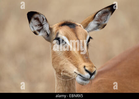 Impala (Aepyceros Melampus), Weiblich, Kopf Porträt, Südafrika, Kruger National Park Stockfoto