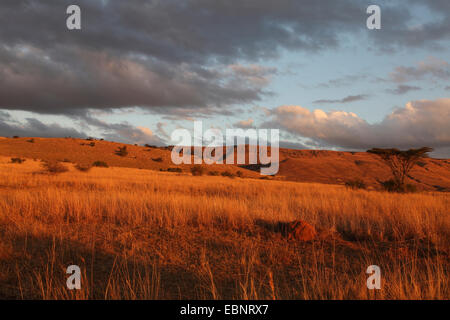 Abendstimmung kurz vor Sonnenuntergang, Südafrika, Ithala Game Reserve Stockfoto