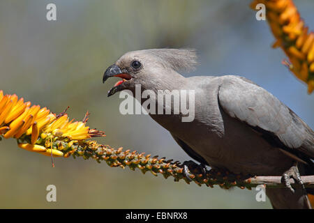 Go-away Vogel (Corythaixoides Concolor), Essen Blütenblätter von einer Aloe, Südafrika, Kruger National Park Stockfoto