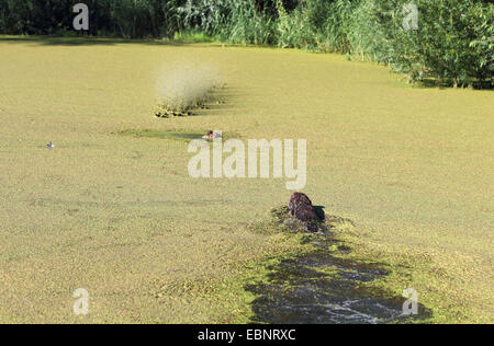 Jagd Hundeausbildung: Hund Ruft eine tote Ente zusammenfallend mit einem Schuss in das Wasser, Deutschland, Nordrhein-Westfalen Stockfoto