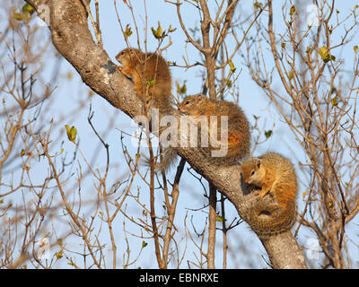 Smiths Busch Eichhörnchen (Paraxerus Cepapi), stammen drei Eichhörnchen Aufwärmen an einem Baum in der Morgen Sonne, Südafrika, Kruger National Park Stockfoto