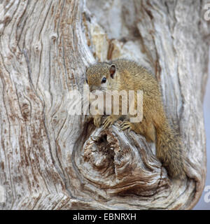 Smiths Busch Eichhörnchen (Paraxerus Cepapi), Eichhörnchen sitzt auf einem abgestorbenen Baum, Südafrika, Kruger National Park Stockfoto