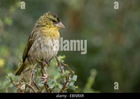 African maskiert Weber (Ploceus Velatus), weibliche sitzt auf einem Zweig, Südafrika, Western Cape, Karoo Nationalpark Stockfoto