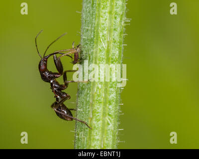 Samsel Fehler (Himacerus Mirmicoides), alte Larve frisst erfassten Blattlaus auf Crepis, Deutschland Stockfoto