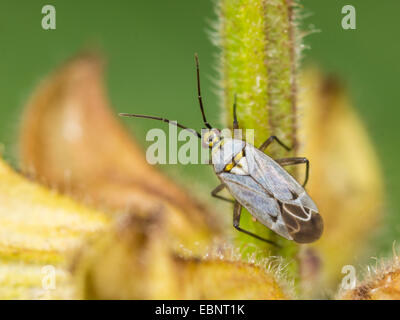 Kapsid Fehler (Macrotylus Herrichi), Weibchen auf Salbei, Salvia Pratensis, Deutschland Stockfoto