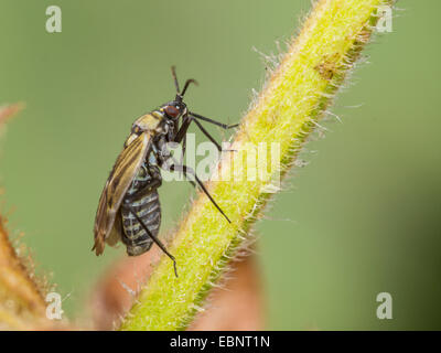 Kapsid Fehler (Macrotylus Herrichi), Weibchen auf Salbei, Salvia Pratensis, Deutschland Stockfoto