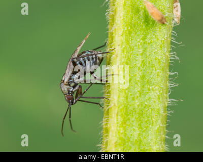 Kapsid Fehler (Macrotylus Herrichi), weibliche Eiablage auf Salvia Pratensis, Deutschland Stockfoto