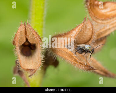 Kapsid Fehler (Macrotylus Herrichi), weibliche schlafen auf Salvia Pratensis, Deutschland Stockfoto