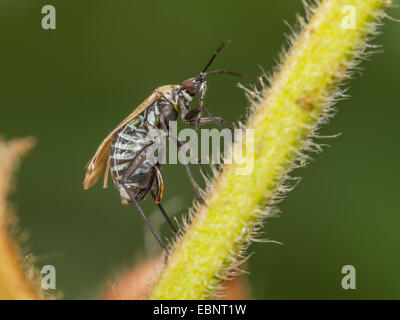 Kapsid Fehler (Macrotylus Herrichi), weibliche Eiablage auf Salvia Pratensis, Deutschland Stockfoto