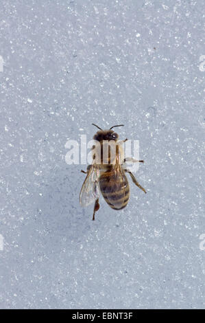 Honigbiene, Bienenkorb Biene (Apis Mellifera Mellifera), Biene im Schnee, Oberbayern, Oberbayern, Bayern, Deutschland Stockfoto