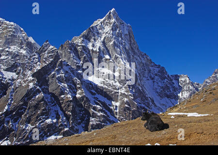 Jak vor der Cholatse, Nepal, Himalaya, Khumbu Himal Stockfoto