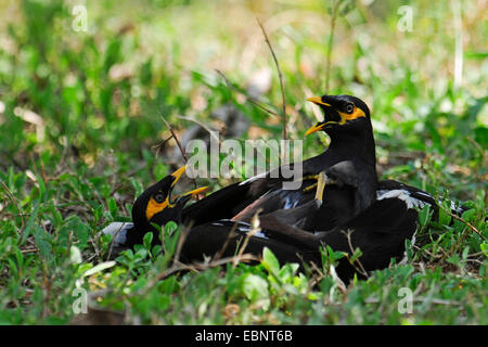 gemeinsamen Mynah (Acridotheres Tristis), zwei kämpfen Altvögel, Sri Lanka Stockfoto