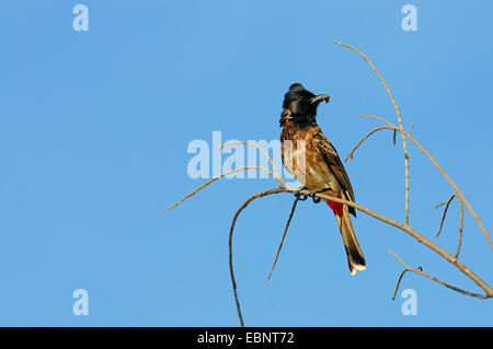 rot-entlüftet Bulbul (Pycnonotus Cafer), sitzt auf einem Zweig mit Futter in der Rechnung, Sri Lanka Stockfoto