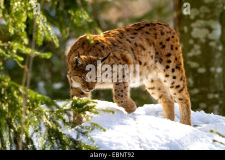 Eurasischer Luchs (Lynx Lynx), lauern für pery in Winter, Deutschland, Bayern, Nationalpark Bayerischer Wald Stockfoto