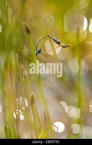 lange-jawed Spinne (Tetragnatha Extensa), lange jawed Spinne gefangen ein Damselfly in ihrem Netz, Deutschland, Nordrhein-Westfalen Stockfoto