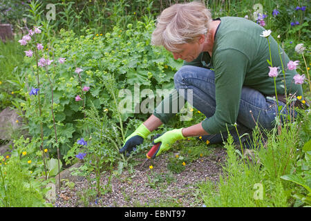 Frau Jäten im Garten, Deutschland Stockfoto