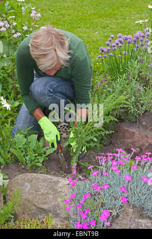 Frau Jäten im Garten, Deutschland Stockfoto