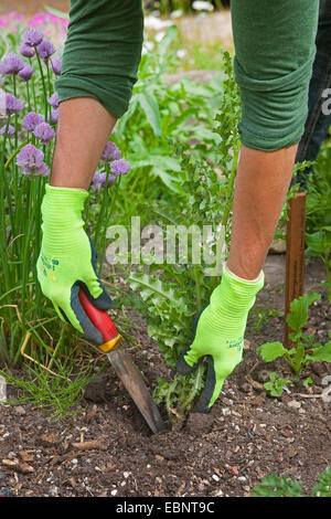 Frau Jäten eine Distel neben Schnittlauch, Deutschland Stockfoto