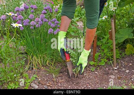 Frau Jäten eine Distel neben Schnittlauch, Deutschland Stockfoto