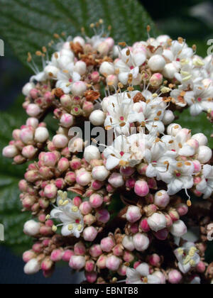 Runzelblatt-Schneeball (Viburnum Rhytidophyllum), Blumen Stockfoto