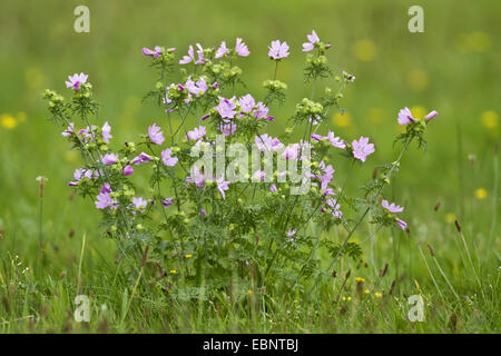 Moschusmalve, Moschus Cheeseweed (Malva Moschata), blühen in einer Wiese, Deutschland, Nordrhein-Westfalen Stockfoto