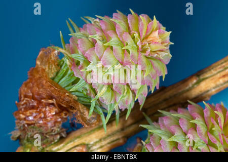 Japanische Lärche (Larix Kaempferi), blühenden Zapfen Stockfoto