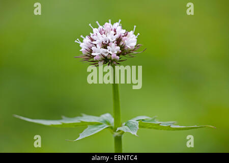 Sitka Baldrian (Valeriana Sitchensis), Blütenstand, USA, Alaska, Douglas Island Stockfoto