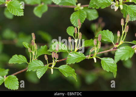 Grün-Erle (Alnus Viridis, Alnus Alnobetula), weiblicher Blütenstand, Deutschland Stockfoto