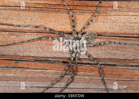 Philodromid Krabbenspinne (Philodromus Margaritatus), auf einem Brett, Deutschland Stockfoto