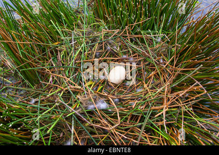 Graugans (Anser Anser), einzelne Ei in einem Nest, Deutschland Stockfoto