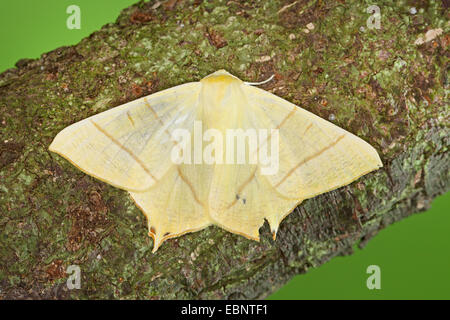 Zinnenkranz Motte (Ourapteryx Sambucaria), auf einem Ast, Deutschland Stockfoto