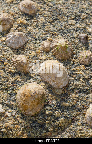 Gemeinsame Limpet, gemeinsamen europäischen Limpet (Patella Vulgata), ruhen Napfschnecken bei Ebbe-Gezeiten, Deutschland Stockfoto