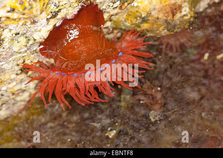 Mikrokügelchen Anemone, rote Seeanemone, Pflaume Anemone, Mikrokügelchen-Anemone (Actinia Equina), Unterwasser, Deutschland Stockfoto