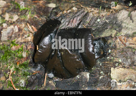 Schwarzer Bulgar, schwarze Stud Pilz (Bulgarien Inquinans, Phaeobulgaria Inquinans), drei Fruchtkörper auf einen Baum Haken, Deutschland Stockfoto