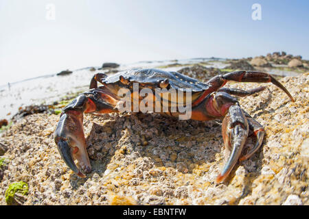 Grüne Ufer Krabbe, grüne Krabbe, North Atlantic Shore Crab (Carcinus Maenas), an der Meeresküste, Deutschland Stockfoto