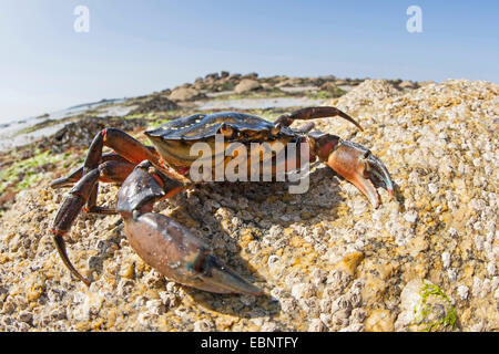 Grüne Ufer Krabbe, grüne Krabbe, North Atlantic Shore Crab (Carcinus Maenas), am Meeresufer, Deutschland Stockfoto