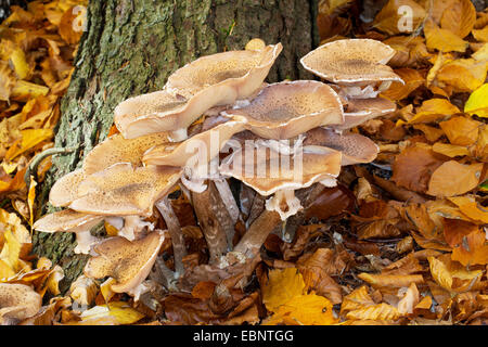 Dunkler Hallimasch, Honig Pilz (Armillaria Ostoyae, Armillariella Polymyces, Armillaria Solidipes), Fruchtkörper auf Waldboden in einen Baumstamm, Deutschland Stockfoto