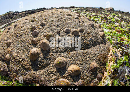 Gemeinsame Limpet, gemeinsame europäische Limpet (Patella Vulgata), Napfschnecken bei Ebbe auf einem Felsen, Deutschland Stockfoto