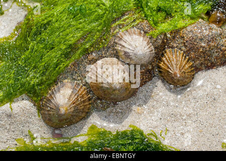 Gemeinsame Limpet, gemeinsame europäische Limpet (Patella Vulgata), zwei Napfschnecken bei Ebbe auf einem Felsen, Deutschland Stockfoto