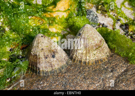 Gemeinsame Limpet, gemeinsame europäische Limpet (Patella Vulgata), zwei Napfschnecken bei Ebbe auf einem Felsen, Deutschland Stockfoto