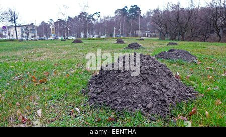 Gemeinsamen Maulwurf, nördlichen Maulwurf (Talpa Europaea), Europäischer Maulwurf, Maulwurfshügel in einem Park, Deutschland Stockfoto