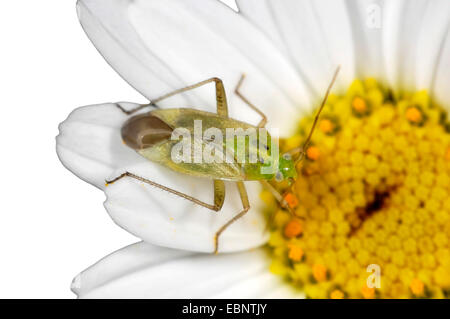 Kartoffel-Bug, Kartoffel Kapsid, Erdbeere Bug (Closterotomus Norvegicus, Cimex Bipunctatus, Closterotomus Norwegicus, Calocoris Norvegicus), sitzt auf einer Blume, Deutschland Stockfoto