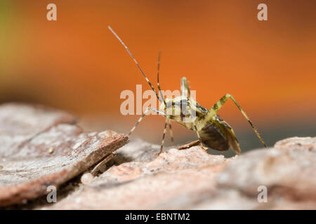 Pflanze Bug, Grass Bug (Phytocoris Tiliae), auf einem Stein, Deutschland Stockfoto