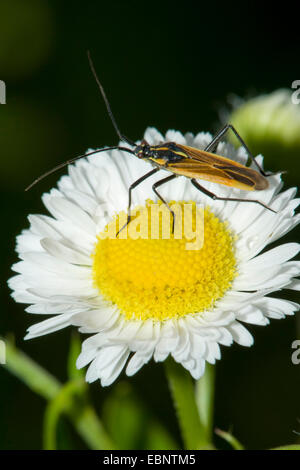 Wiese Pflanze Bug (Leptopterna Dolabrata), auf ein Gänseblümchen, Deutschland Stockfoto