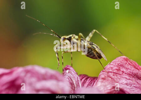 Pflanze Bug, Grass Bug (Phytocoris Tiliae), auf einer Blume, Deutschland Stockfoto